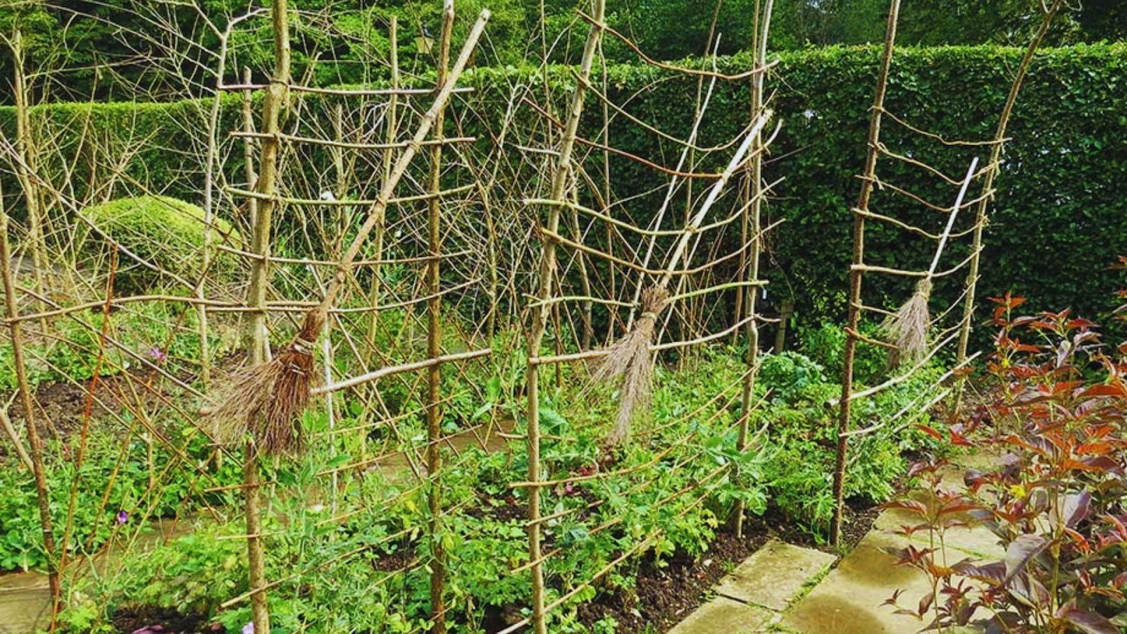 Repurposed Branch or Bamboo Stakes