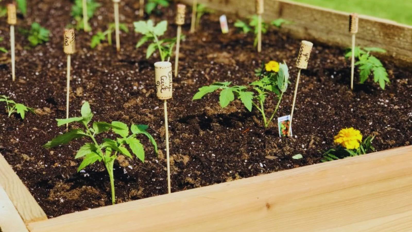 Wine Cork Garden Stakes